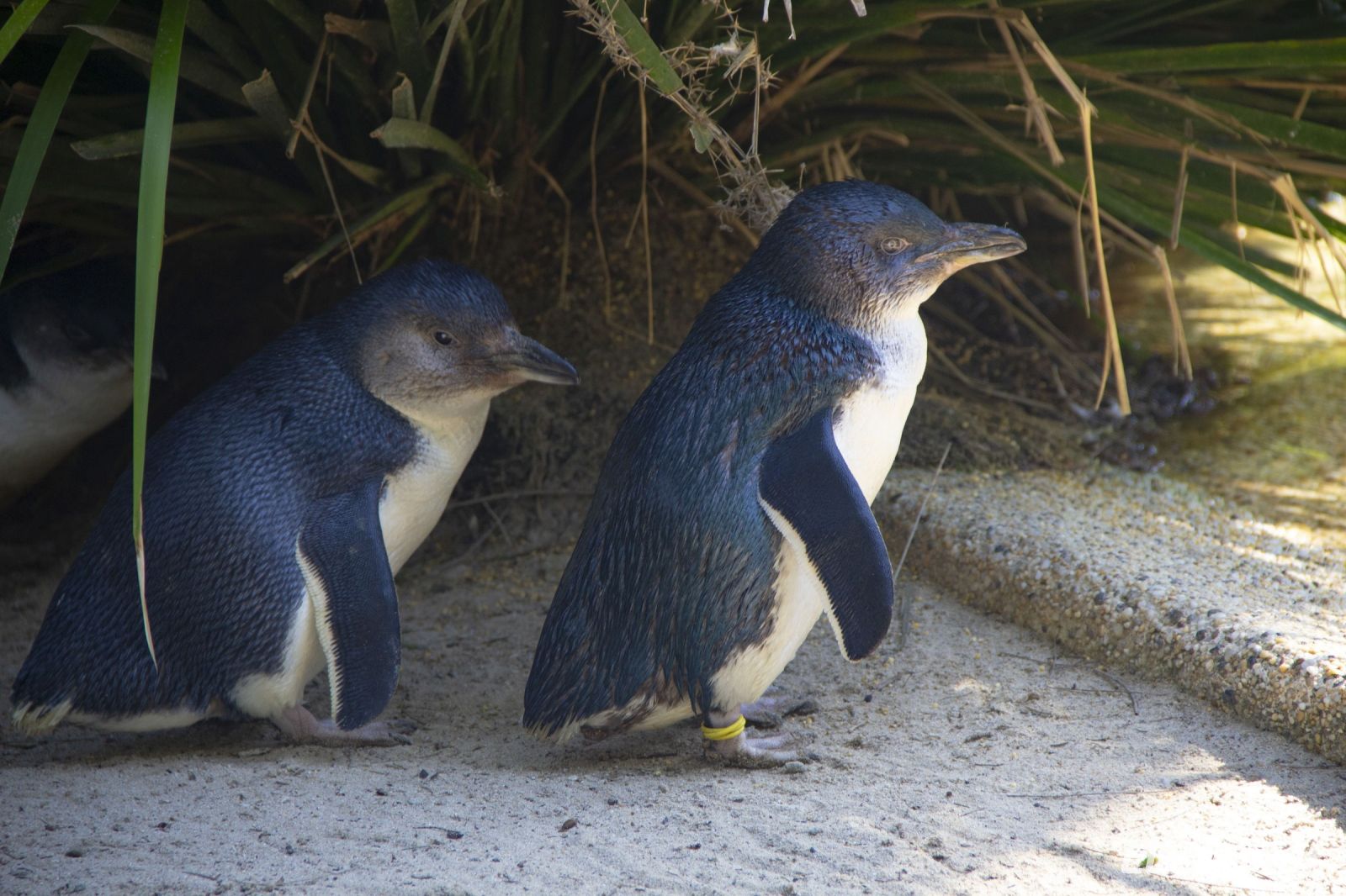 230 – Australien, Featherdale Wildlife Park