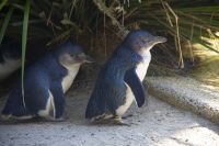 230 – Australien, Featherdale Wildlife Park