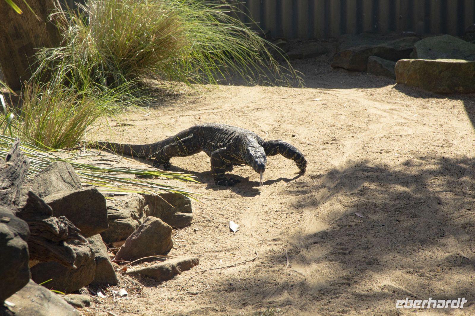231 – Australien, Featherdale Wildlife Park