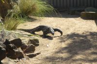 231 – Australien, Featherdale Wildlife Park