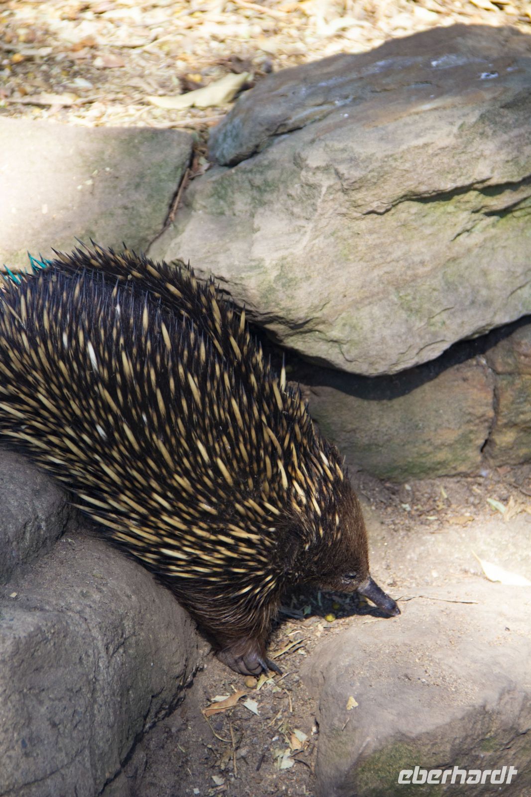 232 – Australien, Featherdale Wildlife Park