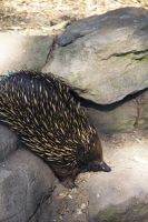 232 – Australien, Featherdale Wildlife Park