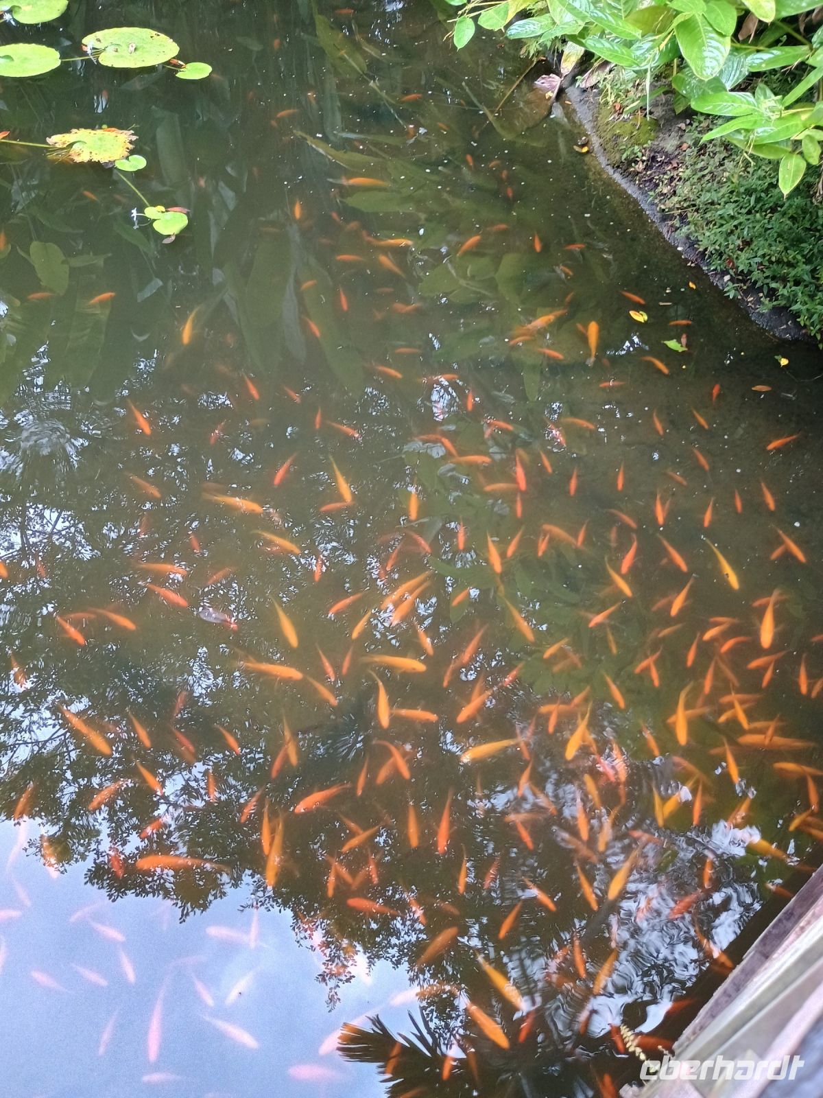 Singapur - Botanischer Garten