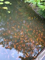 Singapur - Botanischer Garten