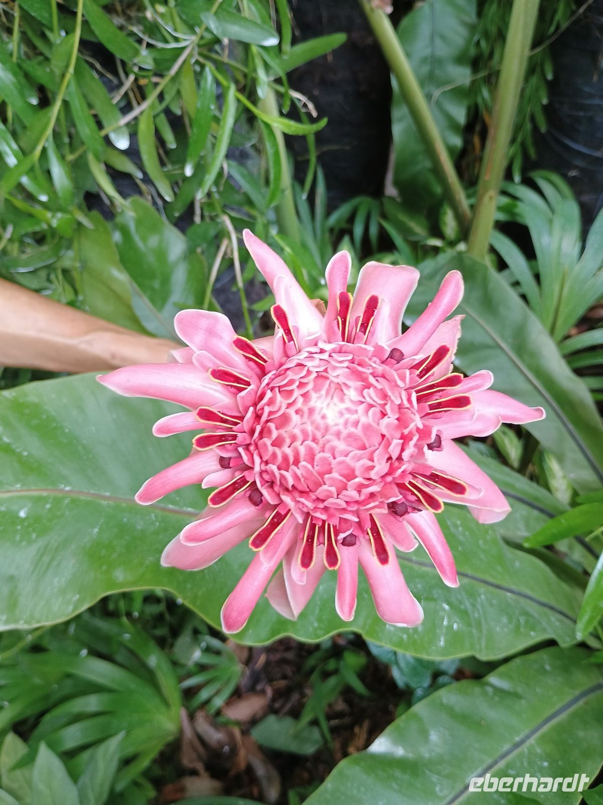 Singapur - Botanischer Garten