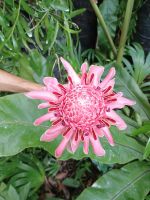 Singapur - Botanischer Garten