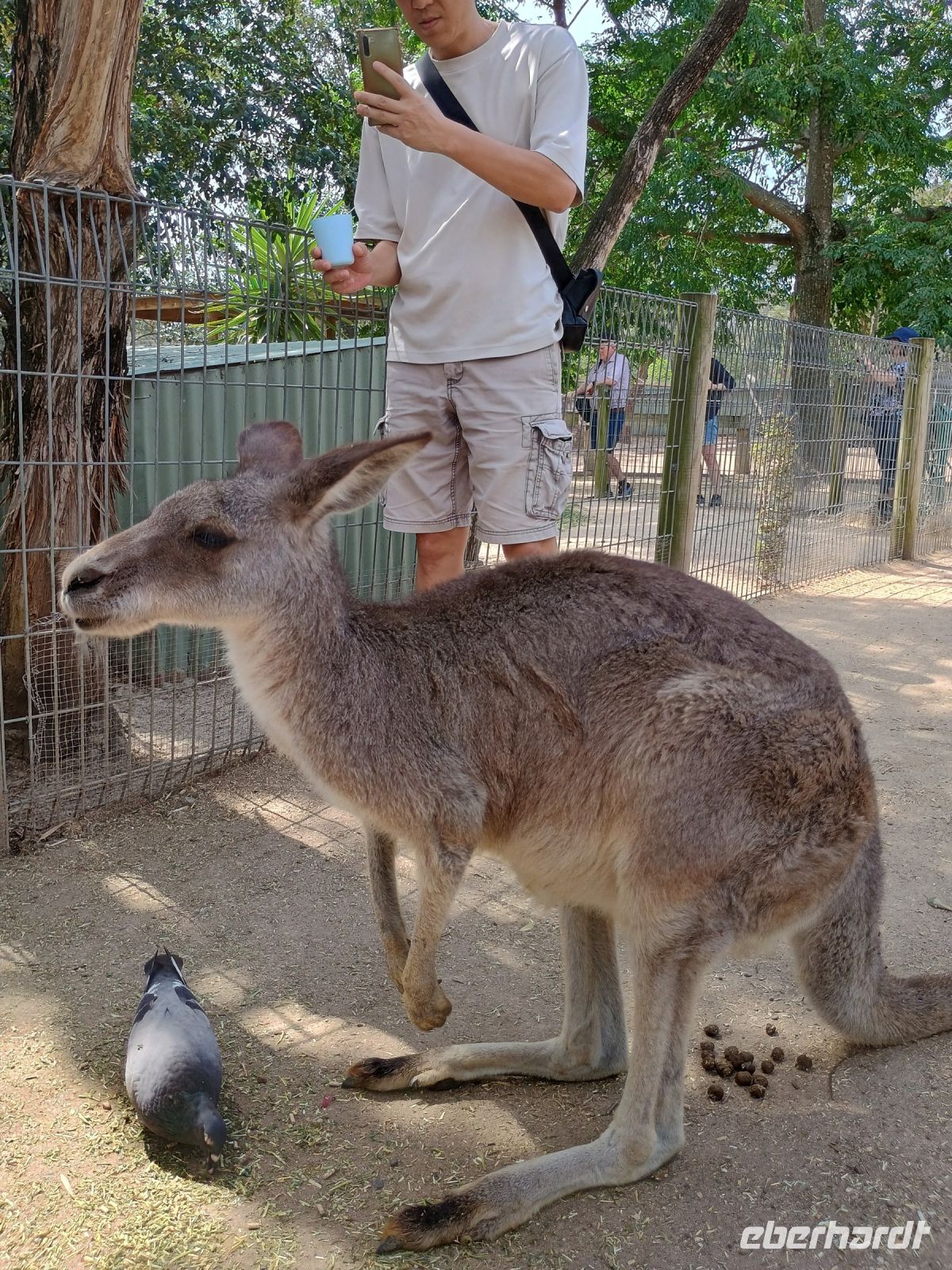 Sydney - Featherdale Wildlife Park