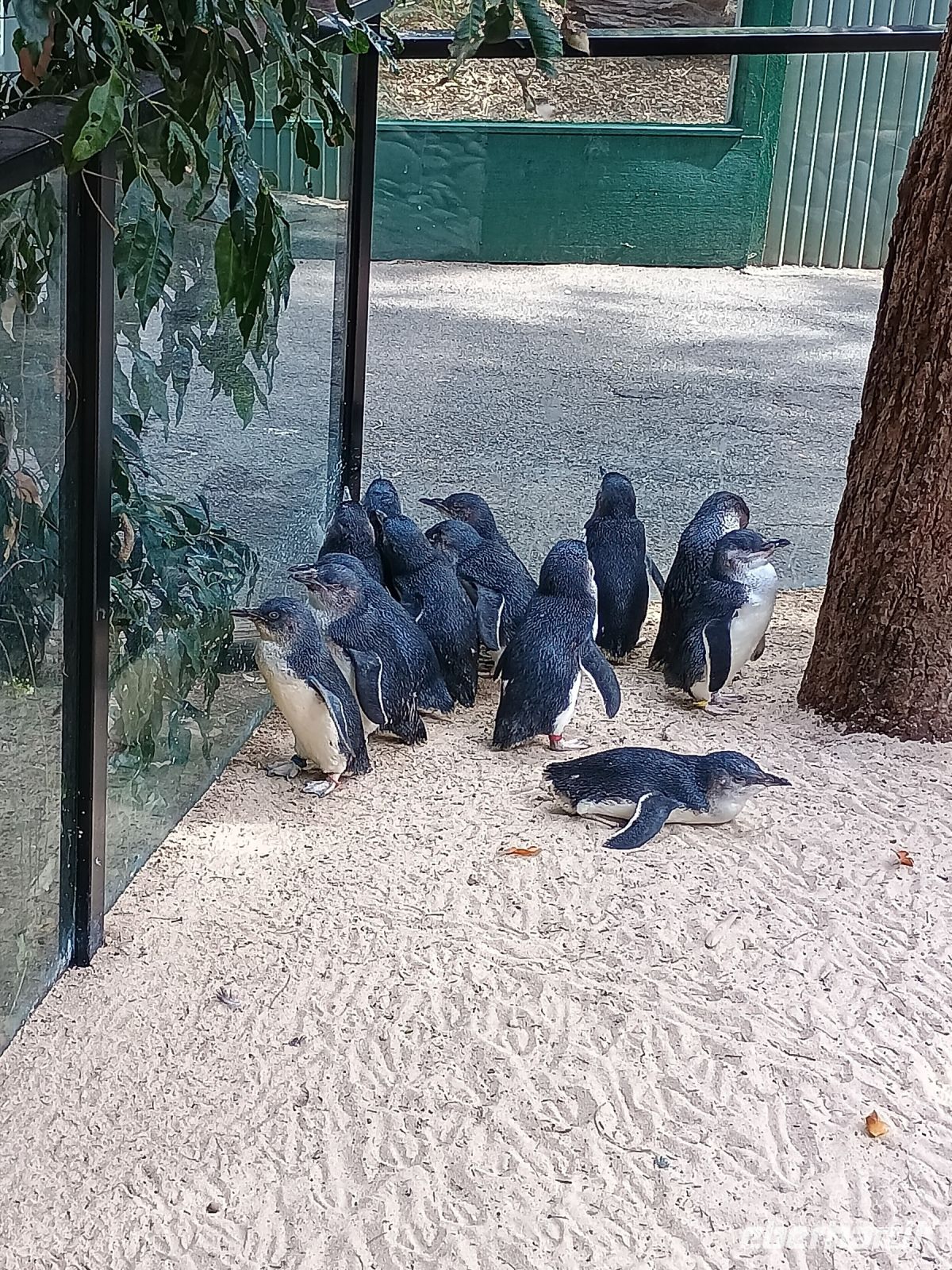 Sydney - Featherdale Wildlife Park