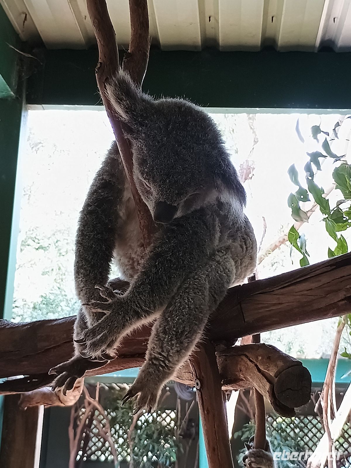 Sydney - Featherdale Wildlife Park