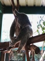 Sydney - Featherdale Wildlife Park