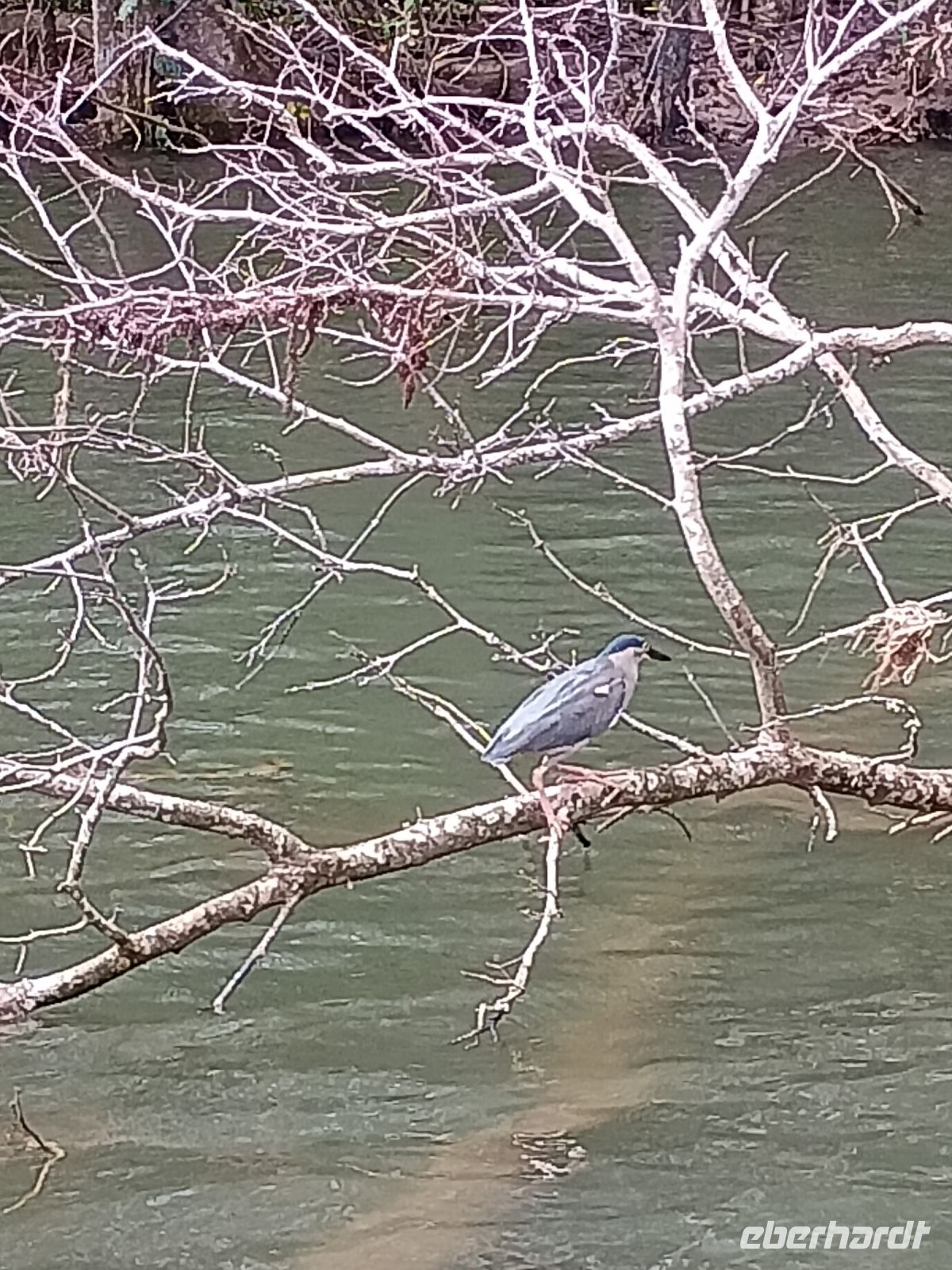 Cairns - Daintree Fluss