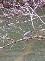 Cairns - Daintree Fluss