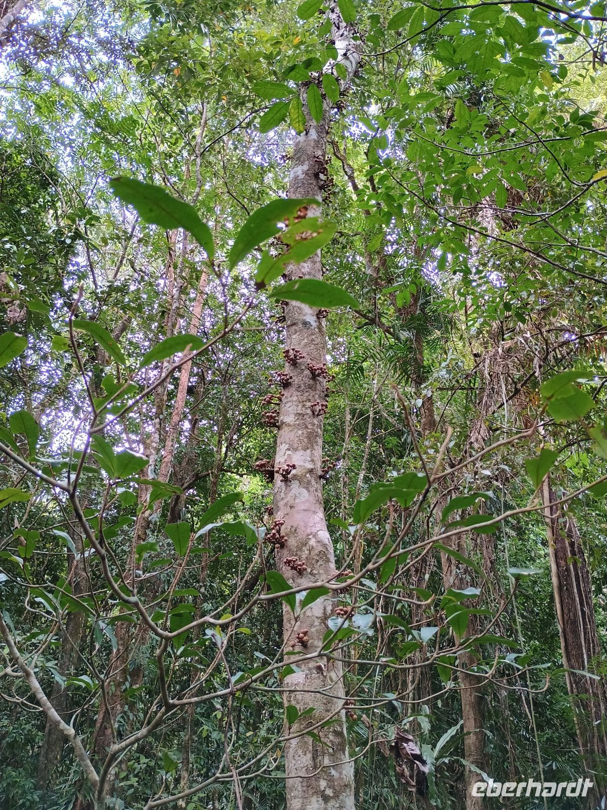 Cairns - Mossman Gorge