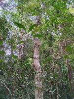 Cairns - Mossman Gorge