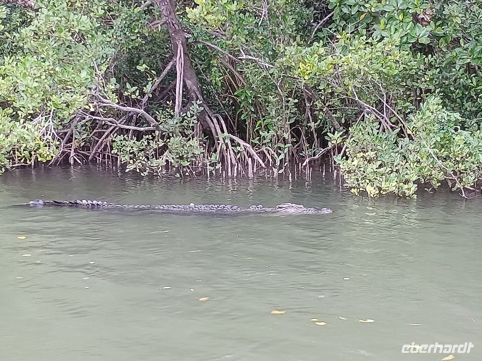 Cairns - Daintree Fluss