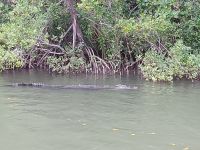 Cairns - Daintree Fluss