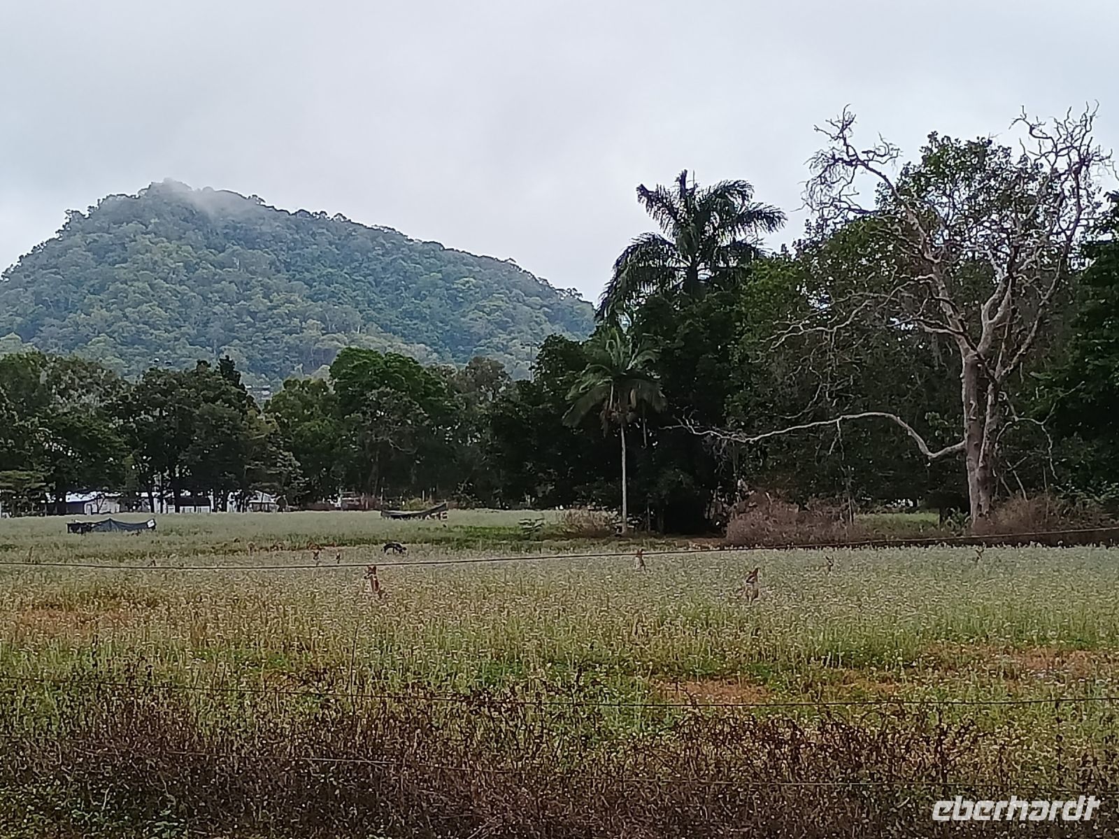 Cairns - Känguruwiese