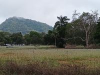 Cairns - Känguruwiese