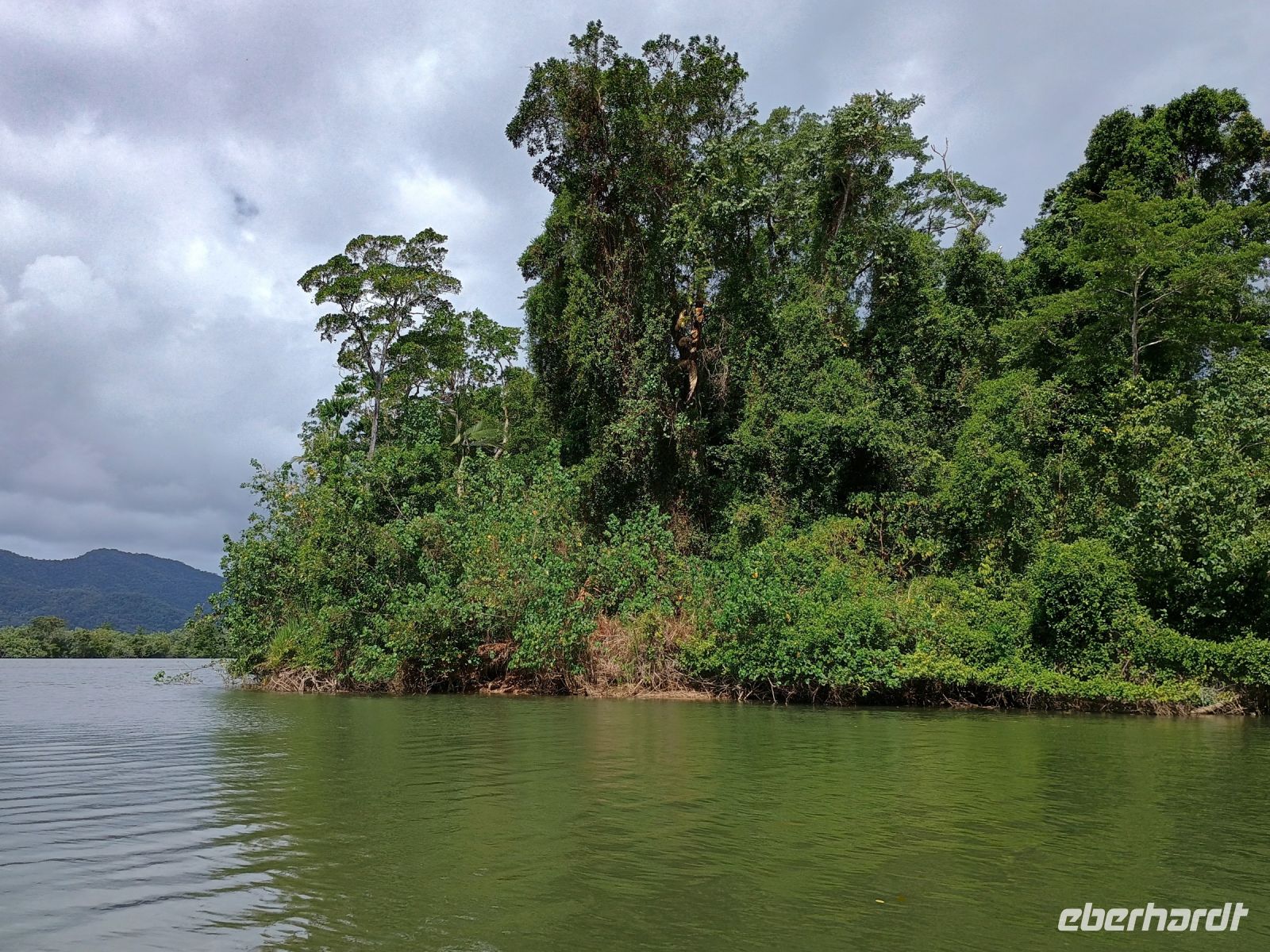Cairns - Daintree Fluss