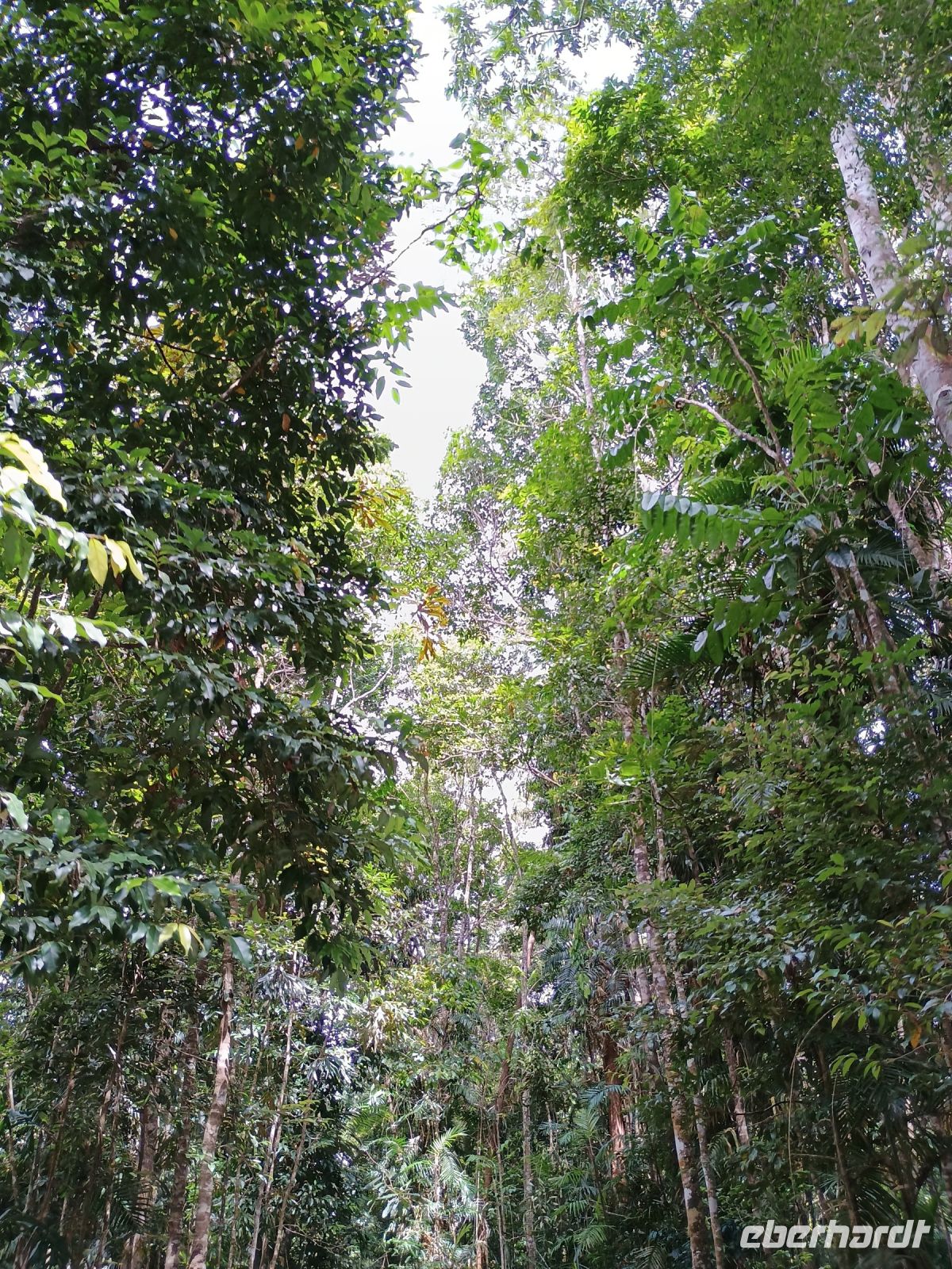 Cairns - Mossman Gorge