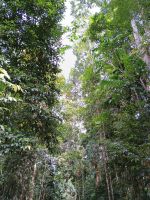Cairns - Mossman Gorge