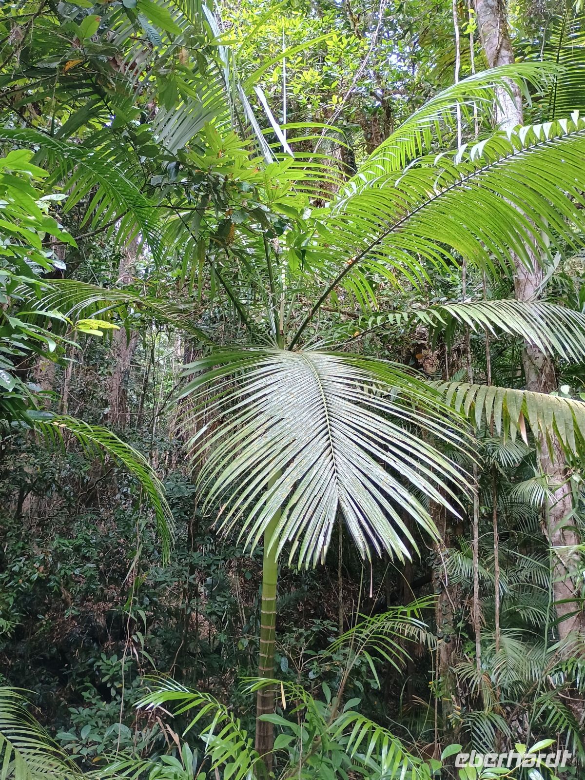 Cairns - Mossman Gorge