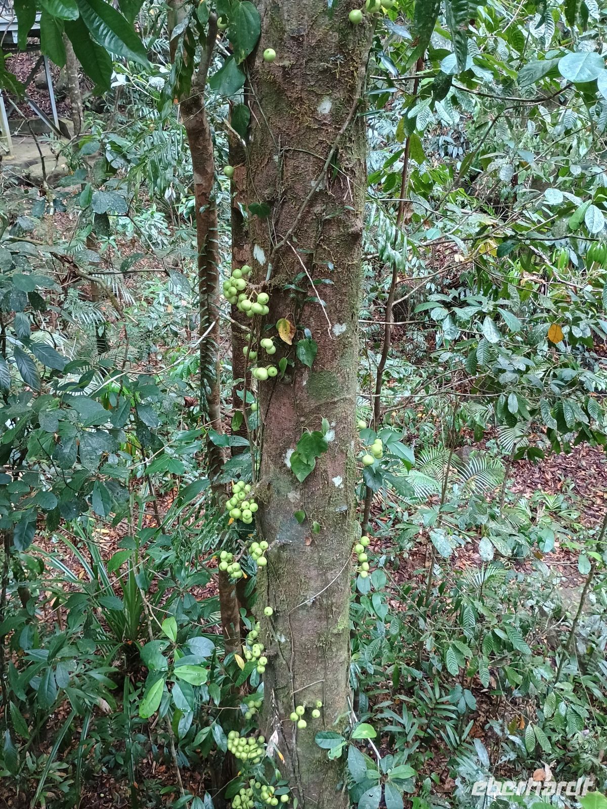 Cairns - Mossman Gorge