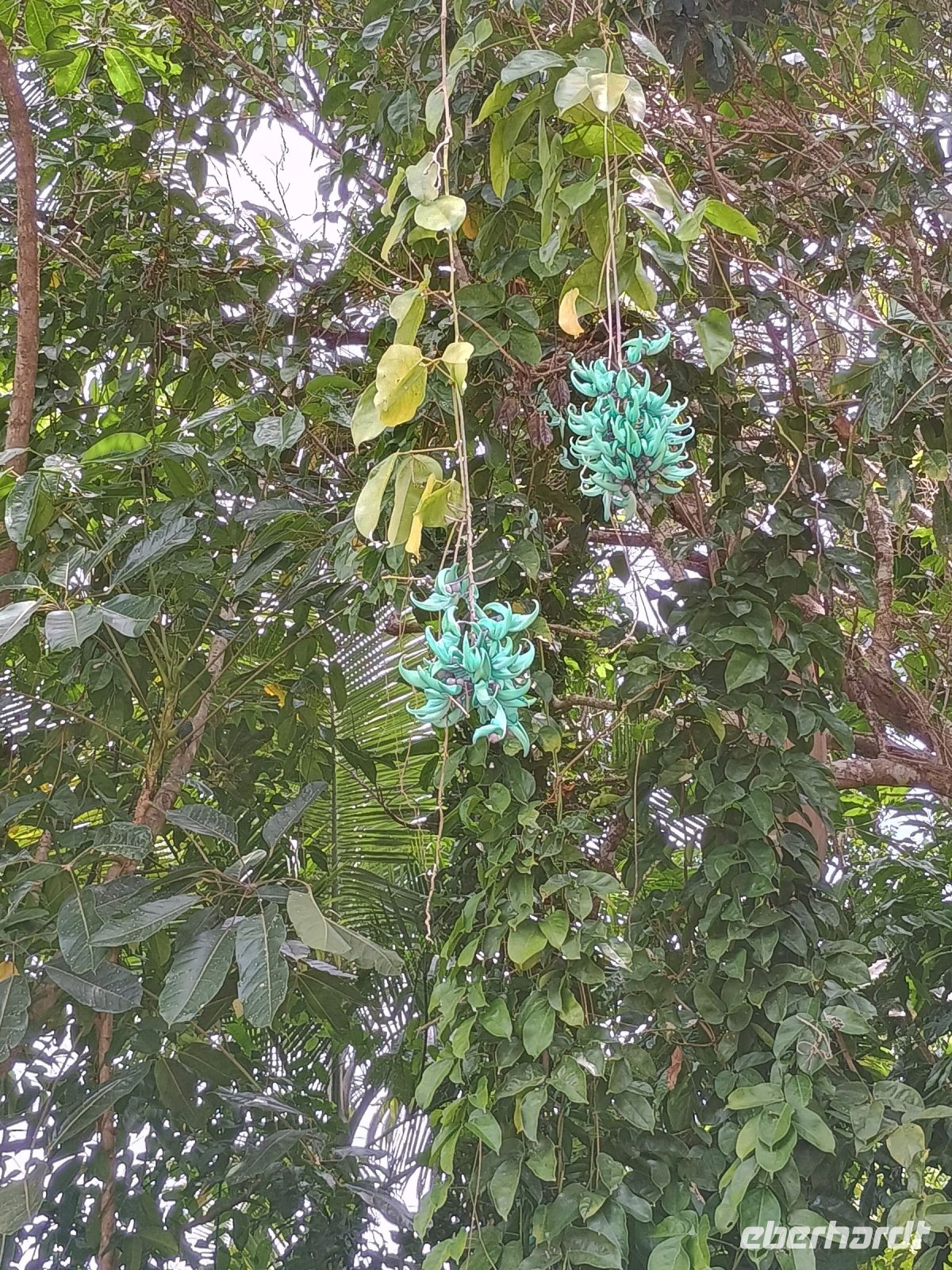Cairns - Rainforest Station