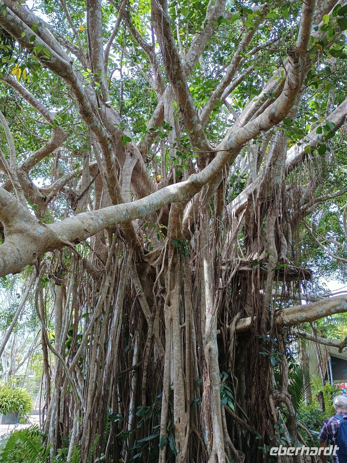 Cairns - Mossman Gorge