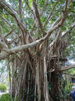 Cairns - Mossman Gorge