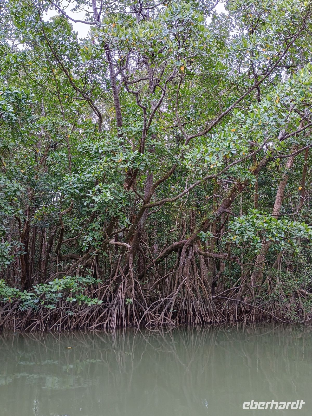 Cairns - Daintree Fluss