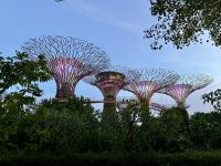 2. Reisetag – Ankunft in Singapur – Supertrees in den Gardens by the Bay