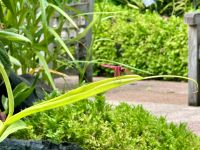 3. Reisetag – Stadtrundfahrt in Singapur – Nationaler Orchideengarten im Botanischen Garten