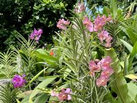 3. Reisetag – Stadtrundfahrt in Singapur – Nationaler Orchideengarten im Botanischen Garten