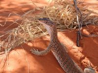 Australien - grenzenloses Fernweh: Ein neugieriger Geselle im roten Wüstensand