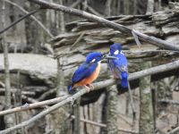 Australien - grenzenloses Fernweh: Zwei Kingfisher am Ufer des Daintree Rivers