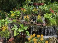 Australien - grenzenloses Fernweh: Singapur  - Im Orchideengarten