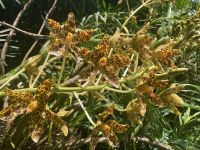 Australien - grenzenloses Fernweh: Singapur  - die Tigerorchidee im Orchideengarten