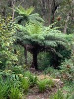 Australien - grenzenloses Fernweh: In den Blue Mountains