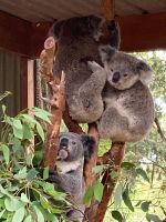 Australien - grenzenloses Fernweh: Besuch bei den Tieren Australiens