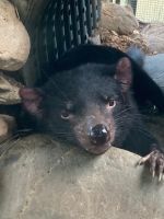 Australien - grenzenloses Fernweh: Endlich, der Tasmanische Teufel (zuhause im Zoo von Kuranda)