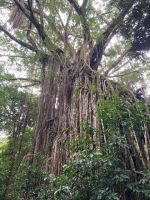 Australien - grenzenloses Fernweh: Der Würgefeigenbaum in den Tablelands