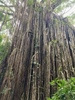 Australien - grenzenloses Fernweh: Der Würgefeigenbaum in den Tablelands