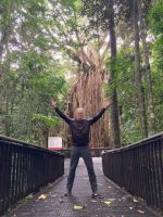 Australien - grenzenloses Fernweh: Der Würgefeigenbaum in den Tablelands