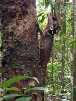 Australien - grenzenloses Fernweh: Im Regenwald ist Tarnung alles
