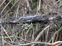 Australien - grenzenloses Fernweh: Ein junges Salzwasserkrokodil am Ufer des Daintree Rivers