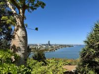 4. Reisetag – Stadtrundfahrt in Perth – Boab Tree im Kings Park