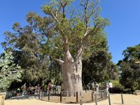 4. Reisetag – Stadtrundfahrt in Perth – Boab Tree im Kings Park