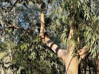 5. Reisetag – Tagesausflug in den Norden von Perth – Koalas im Yanchep-Nationalpark