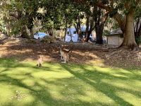 5. Reisetag – Tagesausflug in den Norden von Perth – Kängurus im Yanchep-Nationalpark